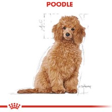 Royal Canin Poodle Junior Yavru Köpek Maması 3 kg