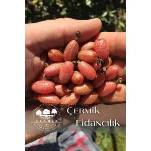 Çermik Fidancılık Tüplü İğde Ağacı Fidanı