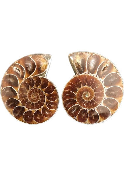 Çift Yarım Kesim Doğal Ammonit Kabuk Jurassic Fosil Örneği Madagaskar 3-4 cm (Yurt Dışından)