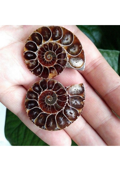 Çift Yarım Kesim Doğal Ammonit Kabuk Jurassic Fosil Örneği Madagaskar 3-4 cm (Yurt Dışından)