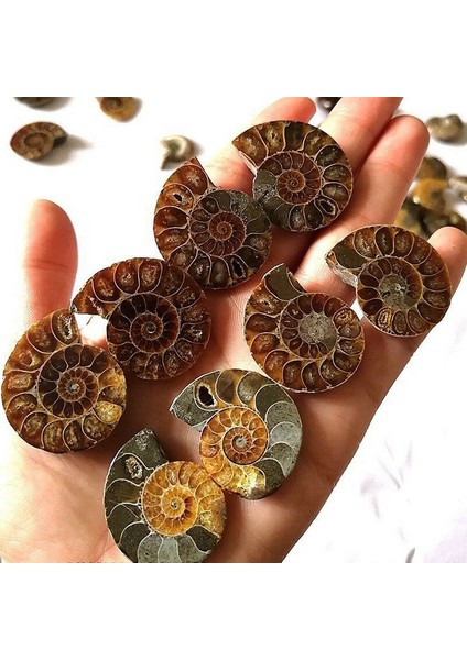 Çift Yarım Kesim Doğal Ammonit Kabuk Jurassic Fosil Örneği Madagaskar 3-4 cm (Yurt Dışından)