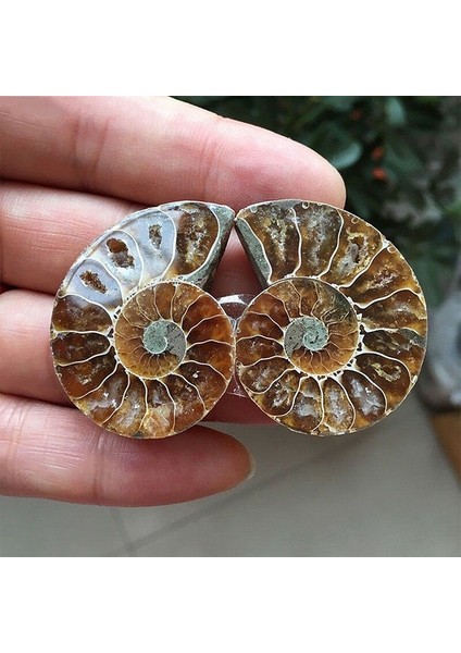 Çift Yarım Kesim Doğal Ammonit Kabuk Jurassic Fosil Örneği Madagaskar 3-4 cm (Yurt Dışından)