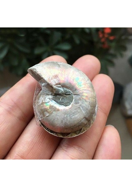 Çift Yarım Kesim Doğal Ammonit Kabuk Jurassic Fosil Örneği Madagaskar 3-4 cm (Yurt Dışından)