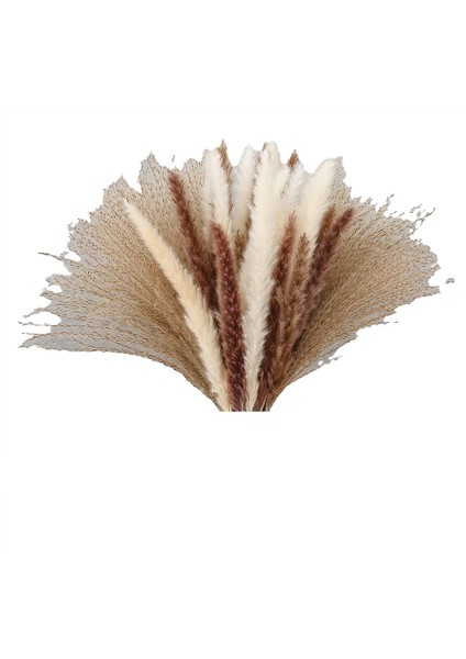75 Adet Doğal Kurutulmuş Pampas Çim Kabarık Kaynaklanıyor Kuru Görkemli Buketler Çiçek Düzenlemeleri Için Boho Düğün Ev Dekor (Yurt Dışından)