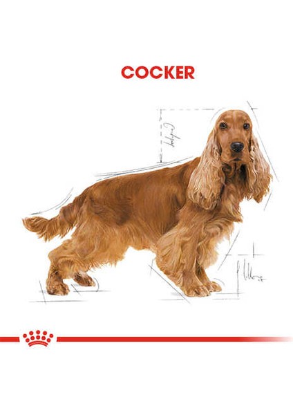 Cocker Adult Yetişkin Köpek Maması 3 kg fiyatları