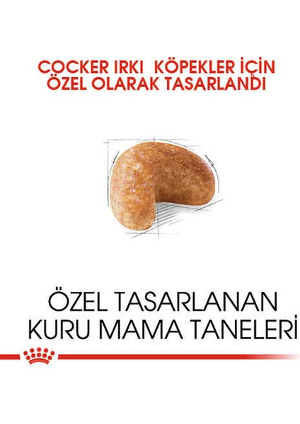 Cocker Adult Yetişkin Köpek Maması 3 kg modelleri