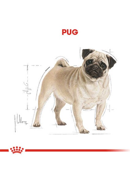 Pug Adult Yetişkin Köpek Maması 1,5 kg