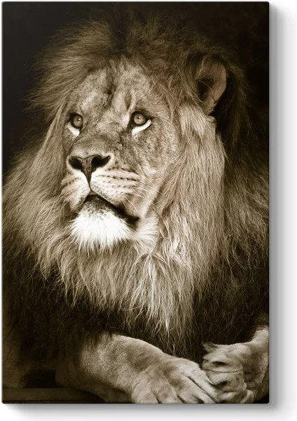 Aslan Kanvas Tablo