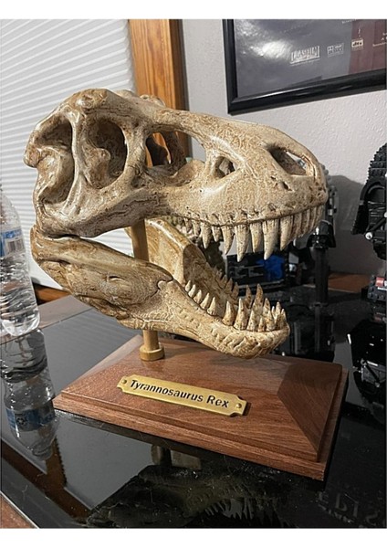 T-Rex Kafatası Figür 20 cm