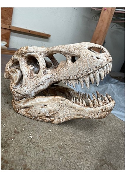 T-Rex Kafatası Figür 20 cm