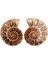 Çift Yarım Kesim Doğal Ammonit Kabuk Jurassic Fosil Örneği Madagaskar 3-4 cm (Yurt Dışından) 1