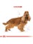 Cocker Adult Yetişkin Köpek Maması 3 kg 2