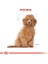 Royal Canin Poodle Junior Yavru Köpek Maması 3 kg 2