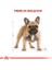 French Bulldog Adult Yetişkin Köpek Maması 3 kg 3