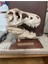 T-Rex Kafatası Figür 20 cm 2