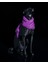 Whippet Asil Köpek Boyalı Figür 12 cm 2