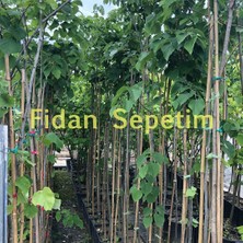 Fidan Sepetim 5 Yaş Ihlamur Fidanı