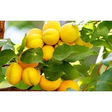 Leo Power 20 kg Aysha Isırgan Otu Gübresi (Doğal Azot Deposu)