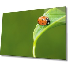 Miraax Uğurböceği Yaprak  Yeşil Cam Tablo
