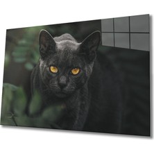 Miraax Siyah Kedi Cam Tablo