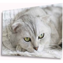 Miraax Kedi Cam Tablo