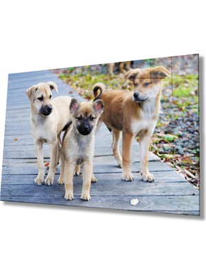 Miraax Köpekler Cam Tablo