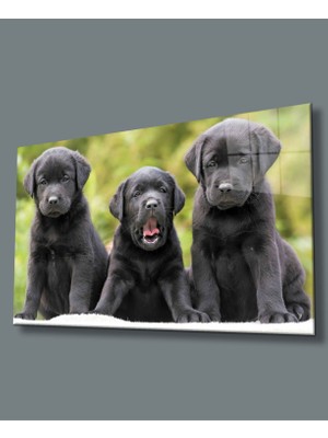 Miraax Köpekler Cam Tablo