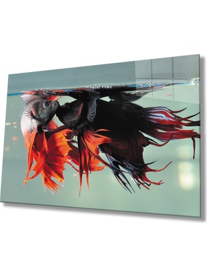 Miraax Balıklar Sualtı Cam Tablo