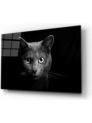 Miraax Kedi Hayvan  Cam Tablo