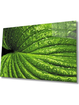 Miraax Su Damlaları Yeşil Yapraklar