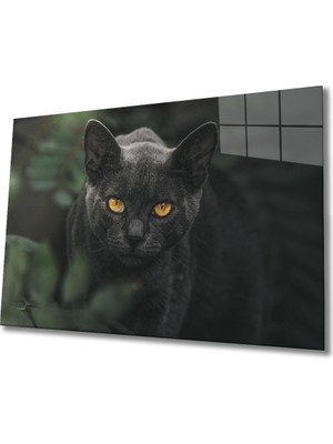 Miraax Siyah Kedi Cam Tablo