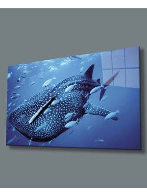 Miraax Sualtı Hayvanlar Cam Tablo Marine Life