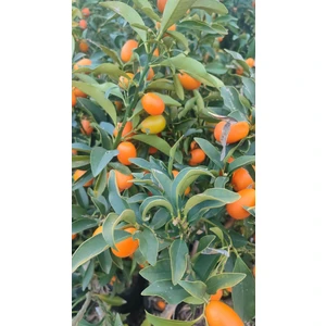 Yenilebilir Süs Portakalı Kamkat (Kumkuat) Fidanı 100/120 cm