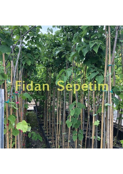 Fidan Sepetim 5 Yaş Ihlamur Fidanı