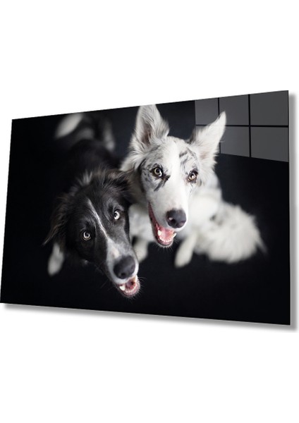 Siyah Beyaz Köpekler Cam Tablo