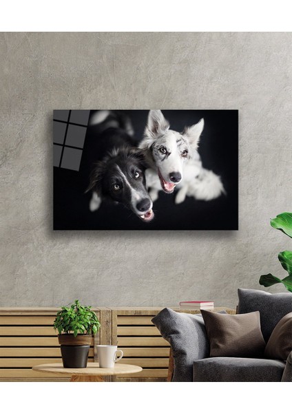 Siyah Beyaz Köpekler Cam Tablo fiyatları
