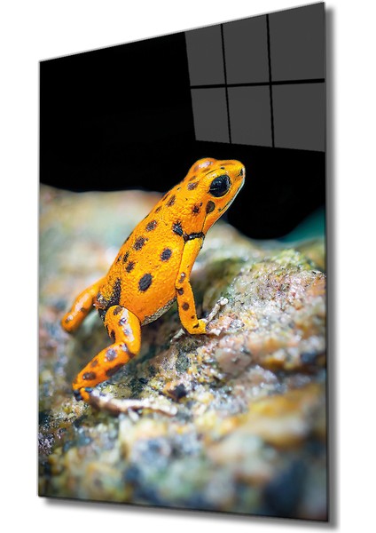 Sarı Kurbağa Cam Tablo Yellow Frog