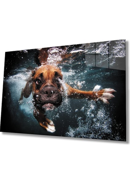 Yüzen Köpek Cam Tablo