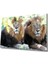 Aslan Cam Tablo 1