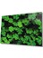 Yeşil Yonca Green Clover 1