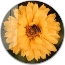 Miraax Çiçek Yuvarlak Cam Tablo 4mm Dayanıklı Temperli Cam