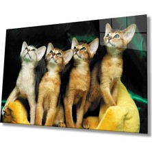 Miraax Kediler Cam Tablo