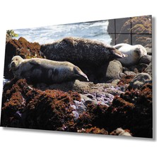 Miraax Fok Balığı Hayvan Cam Tablo