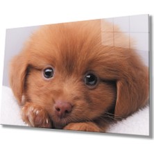 Miraax Kahverengi Köpek Cam Tablo