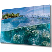 Miraax Cam Tablo Sualtı , Marine Life