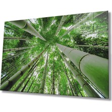 Miraax Aşağıdan Yukarı Yeşil  Ağaçlar Bottom Up Green Trees