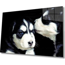 Miraax Kedi ve Köpek Cam Tablo