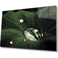 Miraax Yeşil Yapraklar Su Damlası Cam Tablo