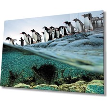 Miraax Penguenler Cam Tablo