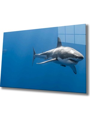 Miraax Köpek Balığı Cam Tablo Shark